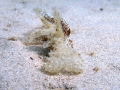 Nudibranchia