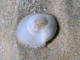 Neverita josephinia, author: Pillon, Roberto