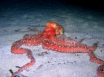 Cephalopoda