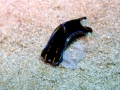 Cephalaspidea