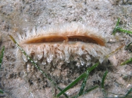 Pinna nobilis (juvenile)