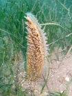 Pinna nobilis