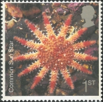 Asteroidea (starfish)
