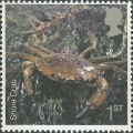 Carcinus maenas, author: VLIZ Collection