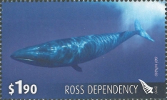 Balaenoptera borealis