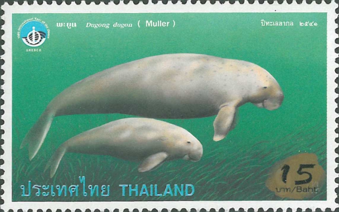 Dugong dugon