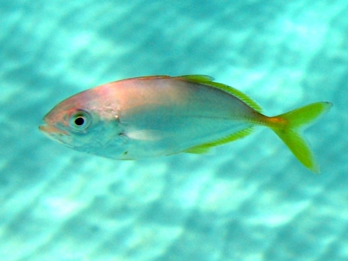 Caranx crysos (juvenile)