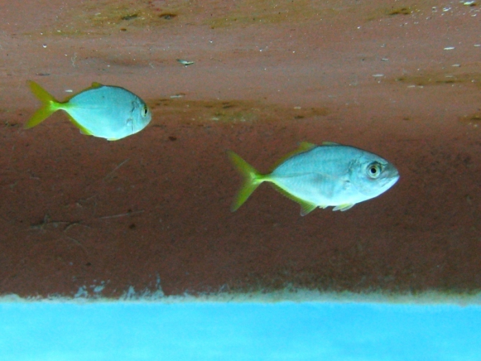 Caranx crysos (juvenile)