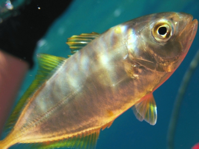 Caranx crysos (juvenile)