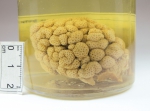 Gersemia rubiformis