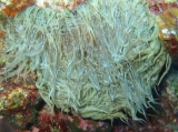 Anemone, author: Areamare Sicily (2004)