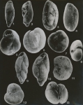 Scott thesis - Plate 7