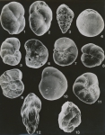 Scott Thesis - Plate 8