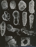 Scott Thesis-Plate 3