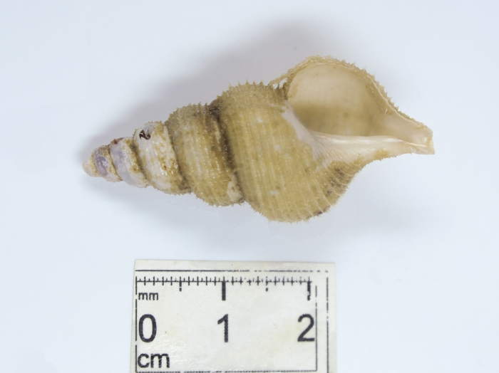 Colus lachesis - full view Colus lachesis - full view
