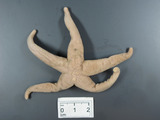 Henricia scabrior, author: Fisheries and Oceans Canada, Claude Nozes