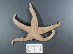 Henricia scabrior