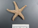 Echinoderms