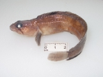 Ulvaria subbifurcata