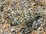 Pleuronectiformes