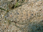Pleuronectiformes