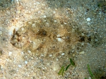 Pleuronectiformes
