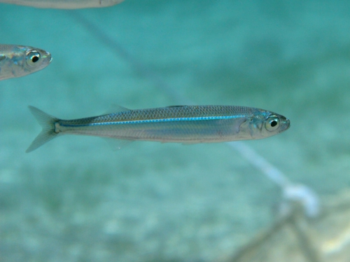 Atherina hepsetus Atherina hepsetus