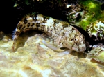 Coryphoblennius galerita