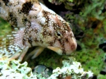 Coryphoblennius galerita