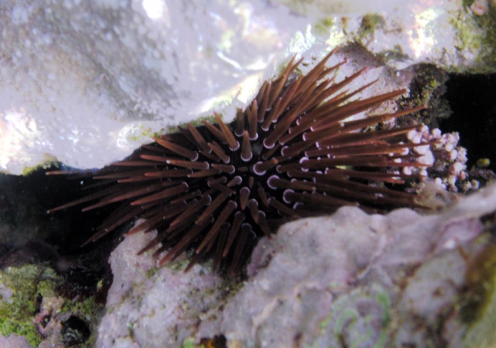 Echinometra mathaei Red Sea