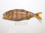 Seriola dumerili - Greater amberjack