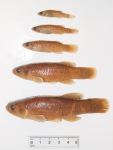 Fundulus heteroclitus - size range