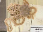 Amphiura sundevalli - both sides, author: Fisheries and Oceans Canada, Claude Nozes
