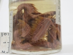 Antinoella badia (Bylgides sp), author: Fisheries and Oceans Canada, Claude Nozes