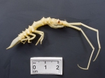 Isopoda