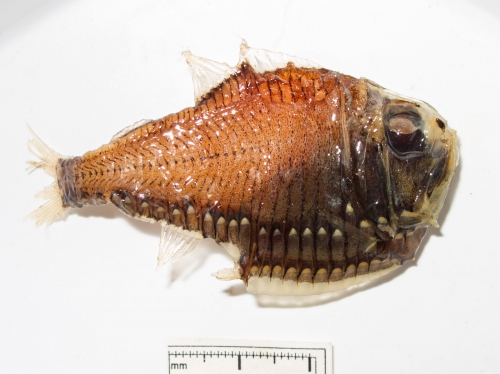 Argyropelecus gigas 2 Argyropelecus gigas 2