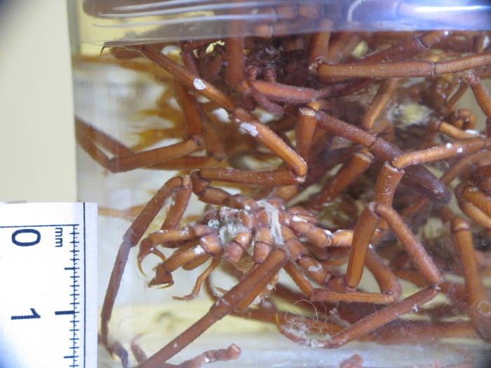 Boreonymphon abyssorum Boreonymphon abyssorum