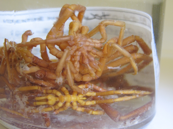 Boreonymphon ossiansarsi Boreonymphon ossiansarsi