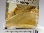 Capulacmaea radiata, author: Fisheries and Oceans Canada, Claude Nozes