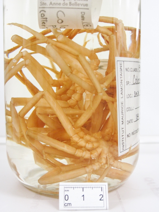 Colossendeis proboscidea Colossendeis proboscidea