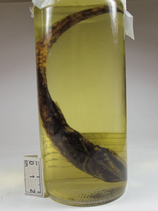 Gonostoma bathyphilum Gonostoma bathyphilum