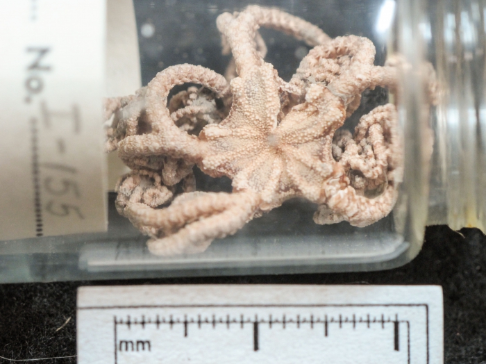Gorgonocephalus caryi (small) Gorgonocephalus caryi (small)