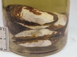 Molluscs