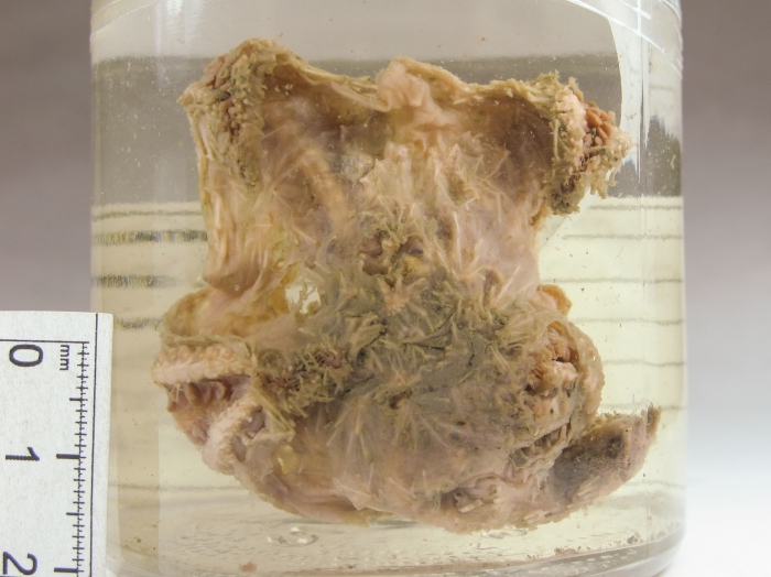 Hymenaster pellucidus Hymenaster pellucidus