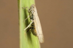 Insecta