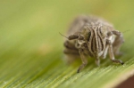Insecta