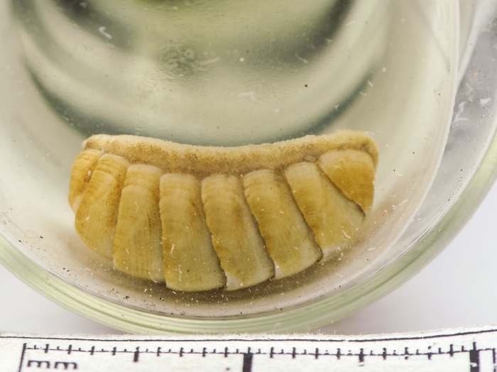 Lophyrochiton albus Lophyrochiton albus