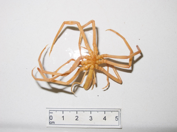 Colossendeis proboscidea - fullview Colossendeis proboscidea - fullview