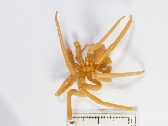 Pseudopallene brevicollis Pseudopallene brevicollis