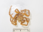 Nymphon hirtipes, author: Fisheries and Oceans Canada, Claude Nozes
